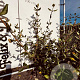 Viburnum burkwoodii 60-80 cm met kluit
