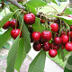Prunus avium 'Karina' 12-14 HO draadkluit 3 X verplant