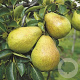 Pyrus communis 'Kruidenierspeer' 14-16 HO draadkluit 3 X verplant