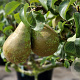 Pyrus Gemengd 12-14 HO draadkluit 3 X verplant