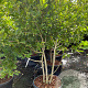 Magnolia loebneri 'Leonard Messel' 200-250 cm cont. 90L meerstammig