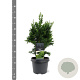 Chamaecyparis o. 'Drath' 30-40 cm 3,0L