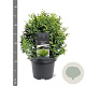 Chamaecyparis o. 'Melody' 20-25 cm 3,0L