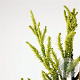 Cryptomeria j. 'Kyara Gold' 50-60 cm 3,0L