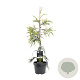 Cryptomeria j. 'Kyara Gold' 50-60 cm 3,0L