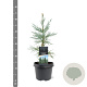 Sequoiadendron g. 'Glaucum' 25-30 cm 3,5L