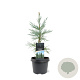 Sequoiadendron g. 'Glaucum' 25-30 cm 3,5L