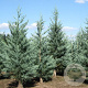 Sequoiadendron g. 'Glaucum' 25-30 cm 3,5L