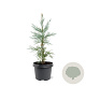 Sequoiadendron g. 'Glaucum' 25-30 cm 3,5L
