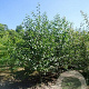 Alnus cordata 350-400 cm draadkluit meerstammig