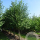 Alnus glutinosa 500-550 cm draadkluit meerstammig