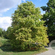 Alnus incana 'Aurea' 150-175 cm draadkluit meerstammig