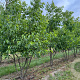 Alnus spaethii 300-350 cm draadkluit meerstammig