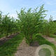 Betula nigra 175-200 cm draadkluit meerstammig