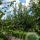 Carpinus betulus 175-200 cm draadkluit meerstammig