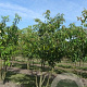 Cornus controversa 150-175 cm draadkluit meerstammig