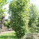 Fraxinus excelsior 200-250 cm draadkluit meerstammig