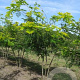 Gleditsia triac. 'Sunburst' 250-300 cm draadkluit meerstammig
