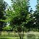 Magnolia kobus 350-400 cm draadkluit meerstammig
