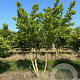 Magnolia stellata 125-150 cm draadkluit meerstammig