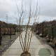 Morus alba 250-300 cm draadkluit meerstammig