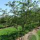 Prunus accolade 300-350 cm draadkluit meerstammig