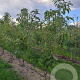 Prunus ser. 'Sunset Boulevard' 200-250 cm draadkluit meerstammig