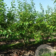 Prunus yedoensis 200-250 cm draadkluit meerstammig