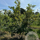 Quercus cerris 200-250 cm draadkluit meerstammig