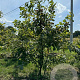 Quercus cerris 200-250 cm draadkluit meerstammig