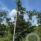 Quercus cerris 200-250 cm draadkluit meerstammig