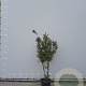 Quercus ilex 150-175 cm draadkluit meerstammig