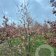 Quercus robur 300-350 cm draadkluit meerstammig