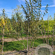 Salix pentandra 250-300 cm draadkluit meerstammig