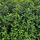 Prunus l. 'Angustifolia' 120-140 cm met kluit extra