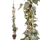 Hedera alg. 'Gloire de Marengo' 150-175 cm 50L