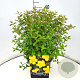 Hypericum 'Hidcote' 30-40 cm 10L