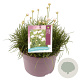 Armeria m. 'Abbey White' GM C5