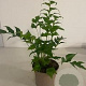 Cyrtomium falcatum GM 2,0L