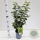 Prunus l. 'Angustifolia' 40-50 cm 2,5L