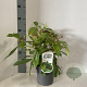 Viburnum davidii 20-25 cm 2,0L