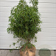 Choisya 'Aztec Pearl' 80-100 cm met kluit