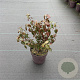 Euonymus fortunei radicans 15-20 cm P13