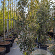 Quercus ilex 200-250 cm 30L