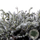 Chamaecyparis p. 'Blue Moon' 20-25 cm 3,0L