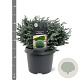 Chamaecyparis p. 'Blue Moon' 20-25 cm 3,0L