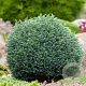 Chamaecyparis p. 'Blue Moon' 20-25 cm 3,0L