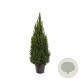 Picea gl. Perfecta 80-100 cm 7,5L