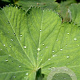 Alchemilla mollis GM P9