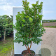 Arbutus unedo 150-175 cm 45L meerstammig